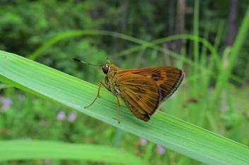 Byssus Skipper